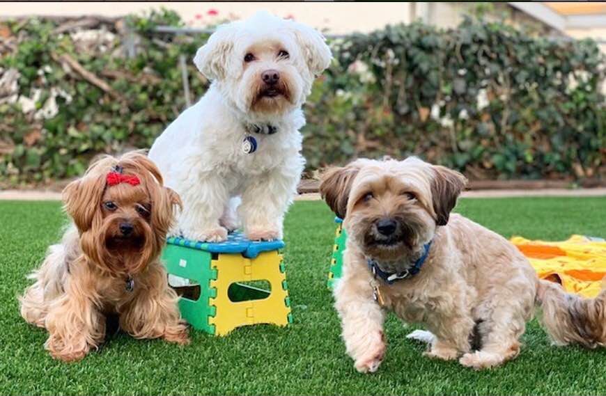 Three small dogs on Pet Turf: a white dog sitting on a blue and yellow stool, a brown dog with a red bow lying down, and another brown dog standing. A hedge and a building are in the background.