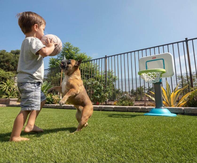 A young child in a gray shirt and striped shorts holds a basketball while standing on pet turf. A brown dog jumps up playfully next to the child. A toy basketball hoop stands nearby, and a fence with greenery is in the background.