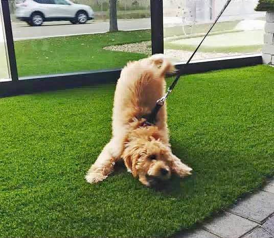 A fluffy, tan dog playfully stretches on a patch of Pet Turf, its front paws and head down and hindquarters raised. The dog is on a leash near a glass barrier, with a car visible in the background.