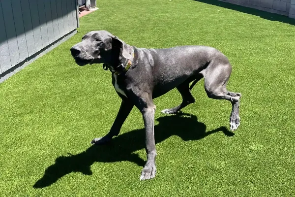 A black Great Dane with a glossy coat strolls across a sunlit lawn of pet turf. The dog wears a colorful collar and casts a shadow on the vibrant green grass. A building wall is visible on the left.