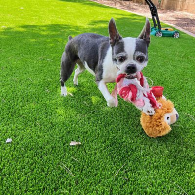 A small black and white dog frolics on the pet turf, clutching a red and brown plush toy. In the background, a green push lawnmower adds to the serene garden scene.