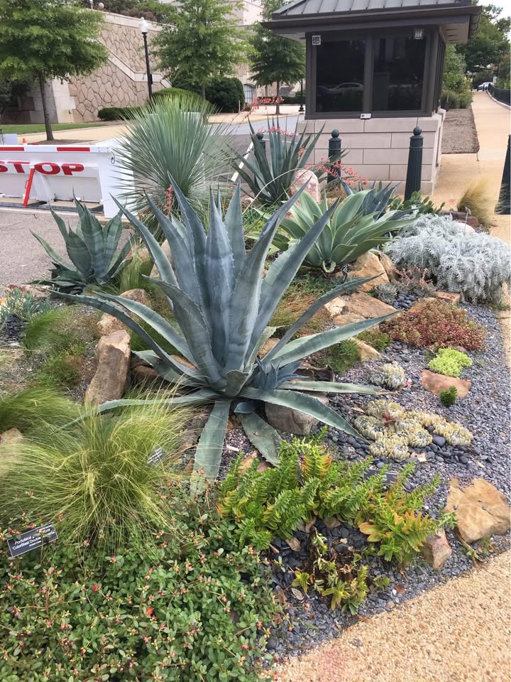 A landscaped garden featuring various succulents and desert plants, with large agave plants nestled among rocks and gravel. In the background, a small building and a "STOP" sign stand beside South Mountain Turf & Putting Greens.